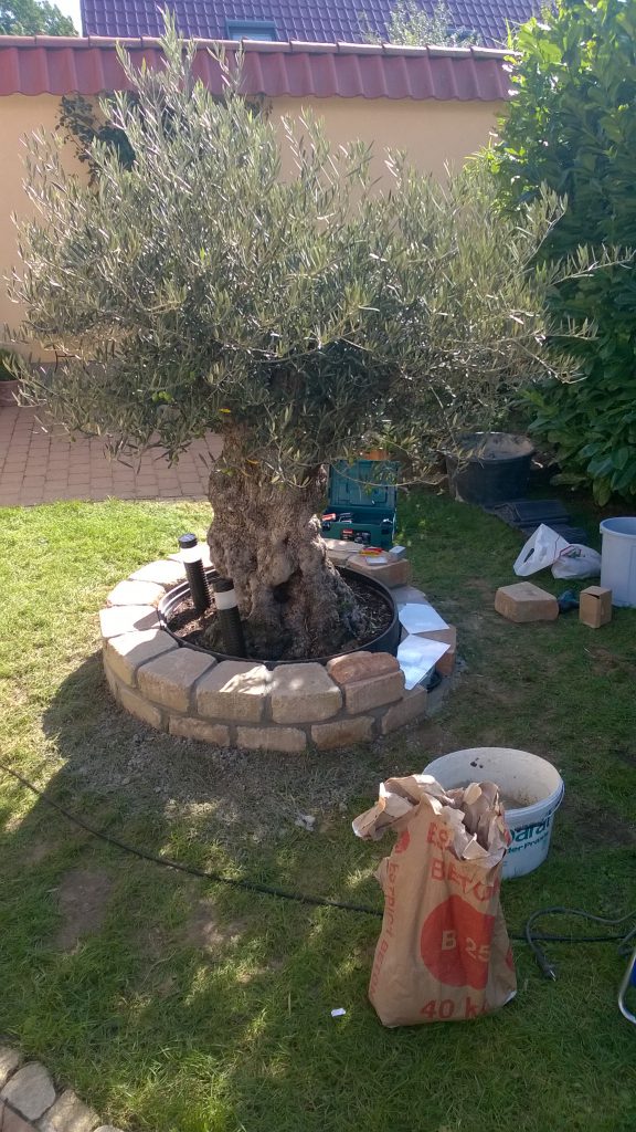 Intigrierter Wärmeschutz für Pflanzen, hier bei einen Olivenbaum